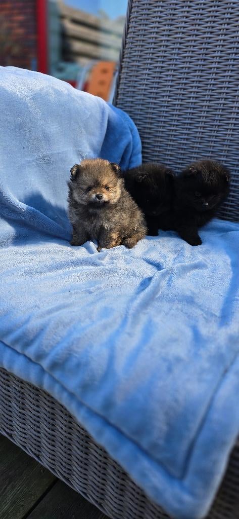 Pomeriaan  echt mini, Dieren en Toebehoren, Honden | Chihuahua's en Gezelschapshonden, 8 tot 15 weken, Eén hond, Nederland, Particulier