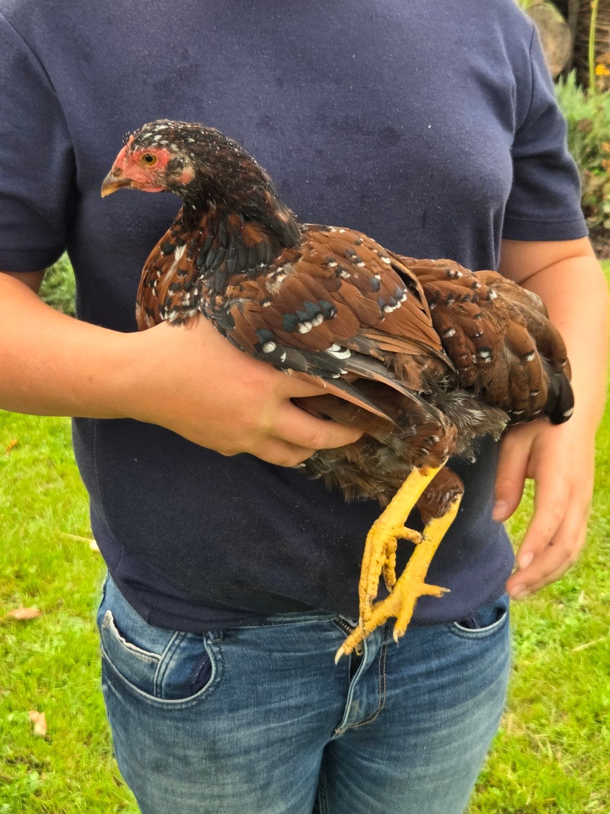 Wyandotte krielhaan porselein, Mannelijk, Kip