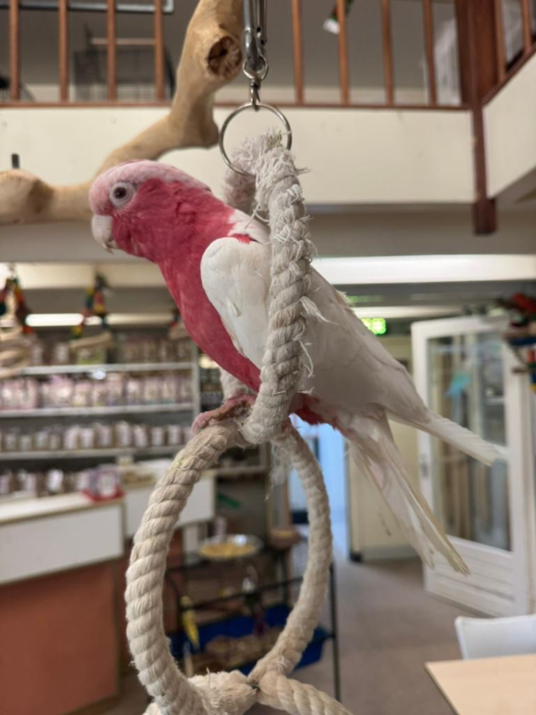 rose kaketoe’s, Meerdere dieren, Papegaai, Pratend