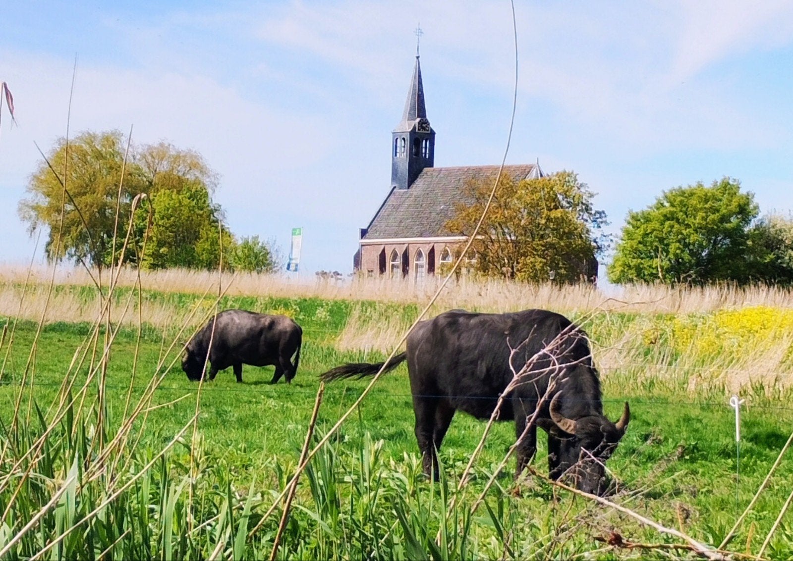 Te koop waterbuffel waterbuffels kalveren, Dieren en Toebehoren, Mannelijk