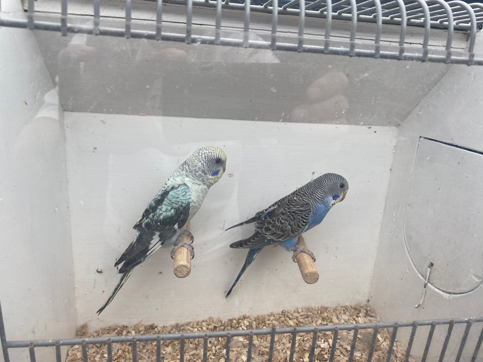 Blackwimg grasparkieten, Dieren en Toebehoren, Vogels | Parkieten en Papegaaien, Meerdere dieren, Parkiet