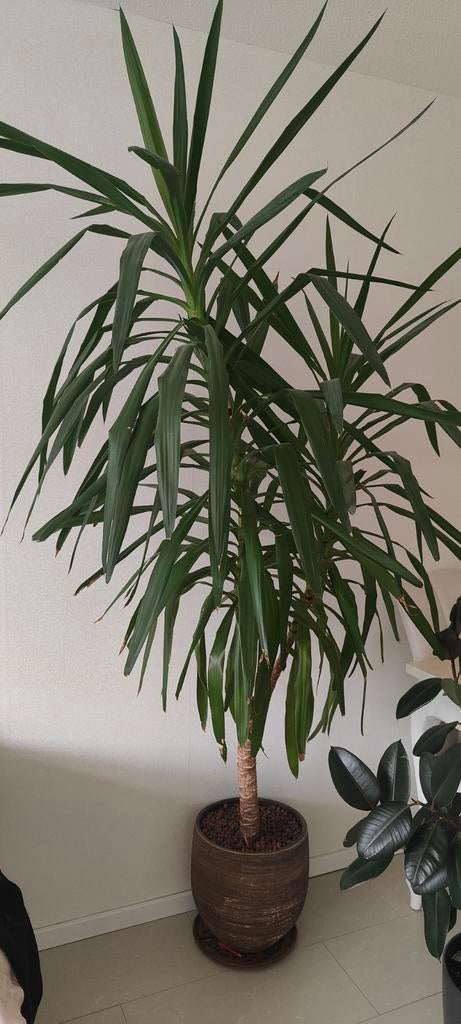 Yucca plant, Tuin en Terras, Planten | Bomen, Overige soorten, 100 tot 250 cm, Zomer, Ophalen