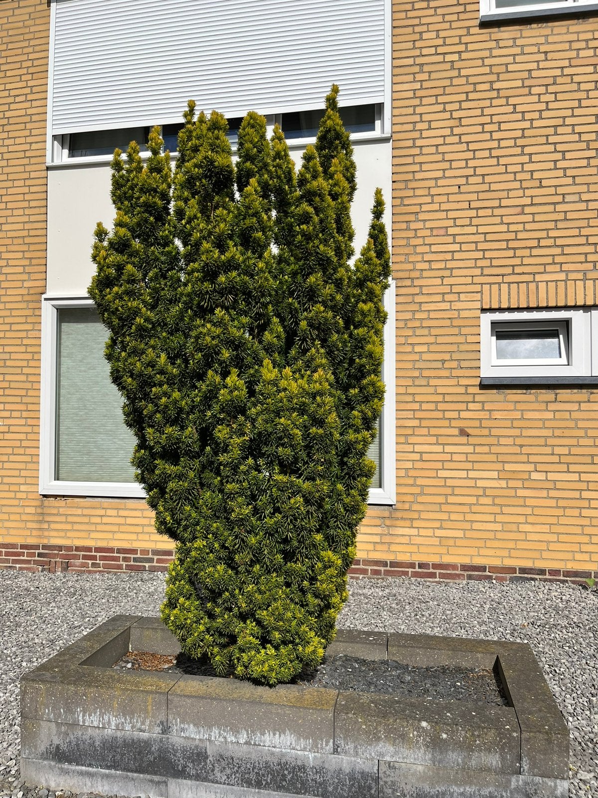 Taxus baccata 'Fastigiata Aurea’ (gouden venijnboom), Tuin en Terras, Planten | Bomen, Ophalen, Bloeit niet, Halfschaduw, Overige soorten