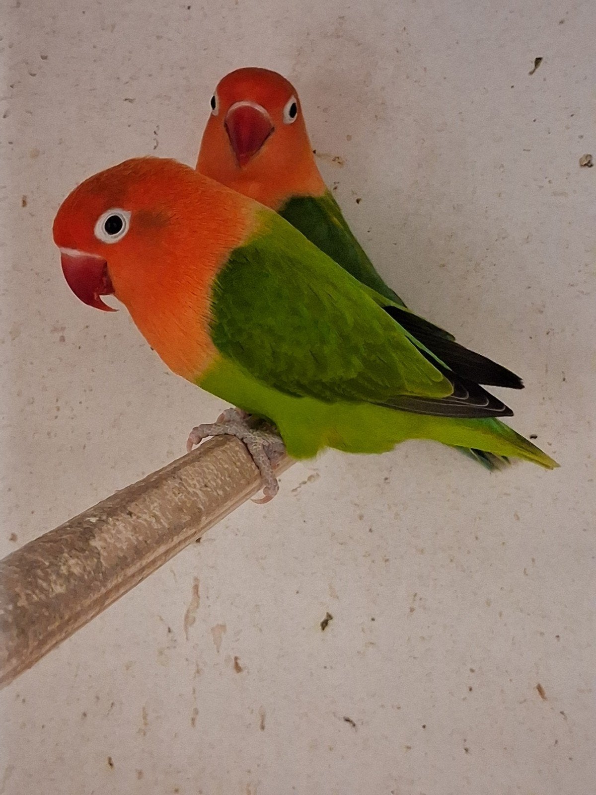 te koop koppel Opaline fischeri s, Dieren en Toebehoren, Meerdere dieren, Dwergpapegaai of Agapornis, Geringd
