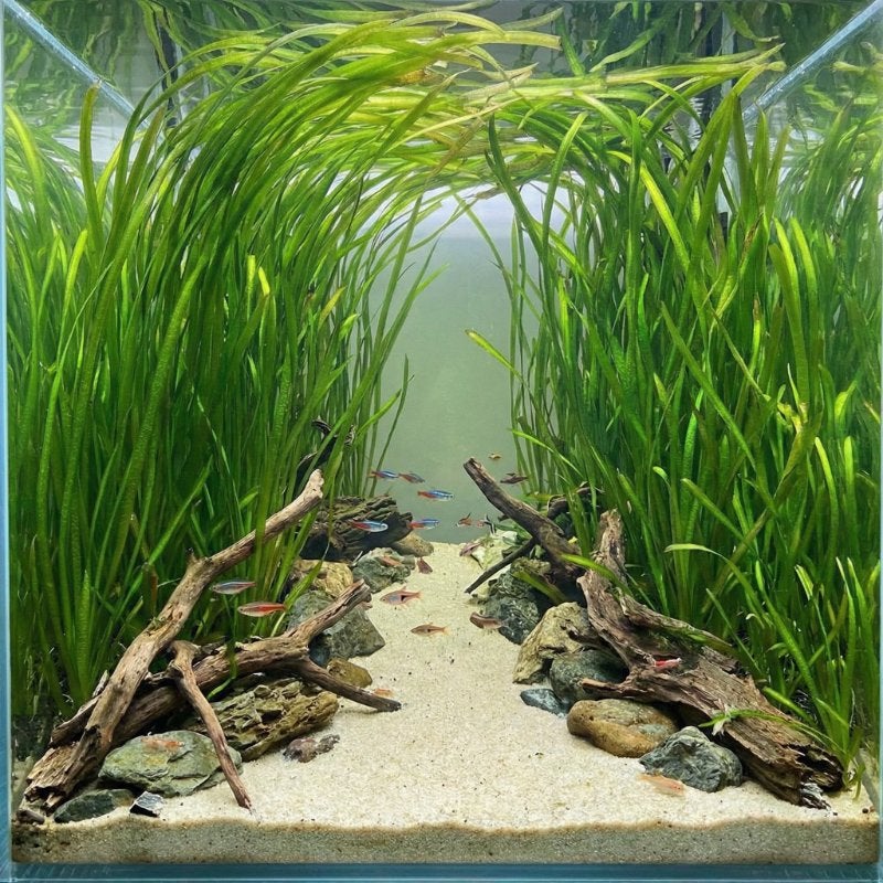 Vallisneria Nana veel mooie stekken, Dieren en Toebehoren, Ophalen, Plant(en), Steen of Hout