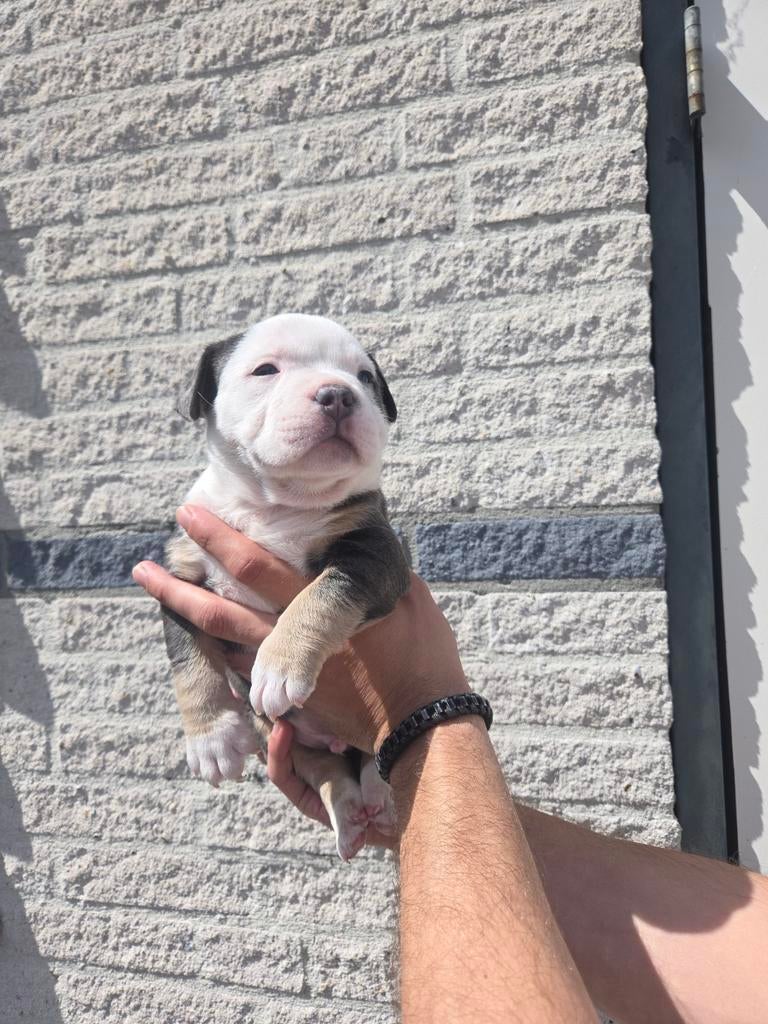 American pocket bully pups., Dieren en Toebehoren, Honden | Bulldogs, Pinschers en Molossers, Parvo, Overige rassen, 8 tot 15 weken