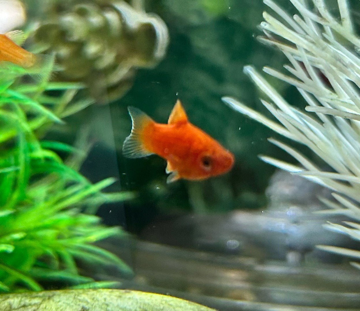 Jonge oranje platys 0,50 per stuk, Vis, Zoetwatervis, Schoolvis