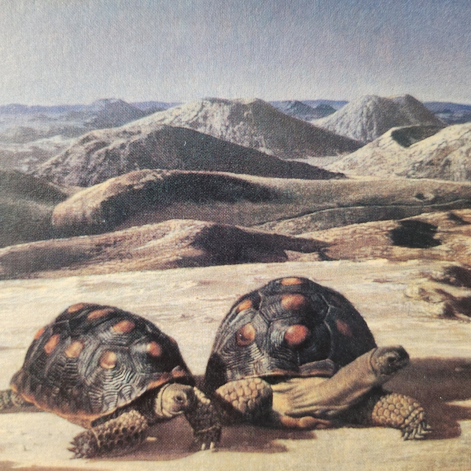 Kunstkaart Carel Willink - Drie schildpadden, Verzenden, 1980 tot heden, Ongelopen, Cultuur en Media