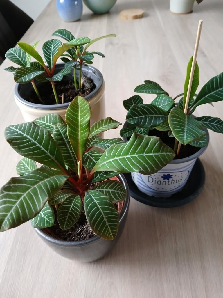 Madagascar Jewel kamerplant. 3 stekjes per potje. Ophalen, Huis en Inrichting, Kamerplanten, Verzenden, Halfschaduw, Minder dan 100 cm