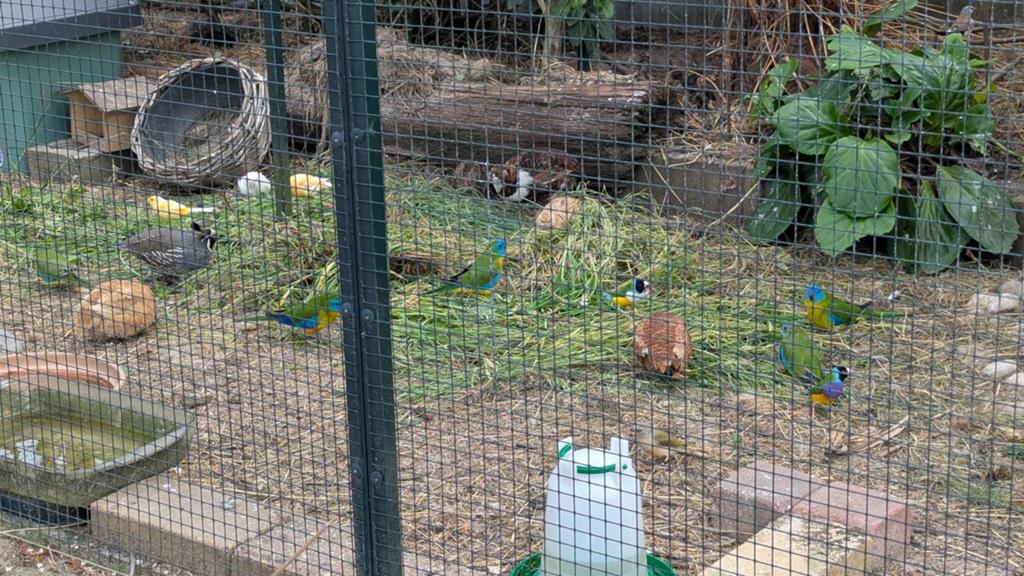 Japanse kwartel stel zoekt nieuwe scharrelplaats, Dieren en Toebehoren, Meerdere dieren
