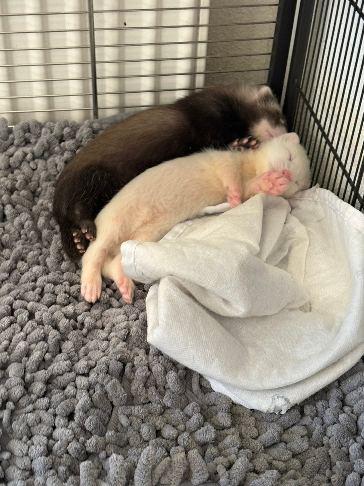 Jonge fretjes te koop, Dieren en Toebehoren, Juni, Fret