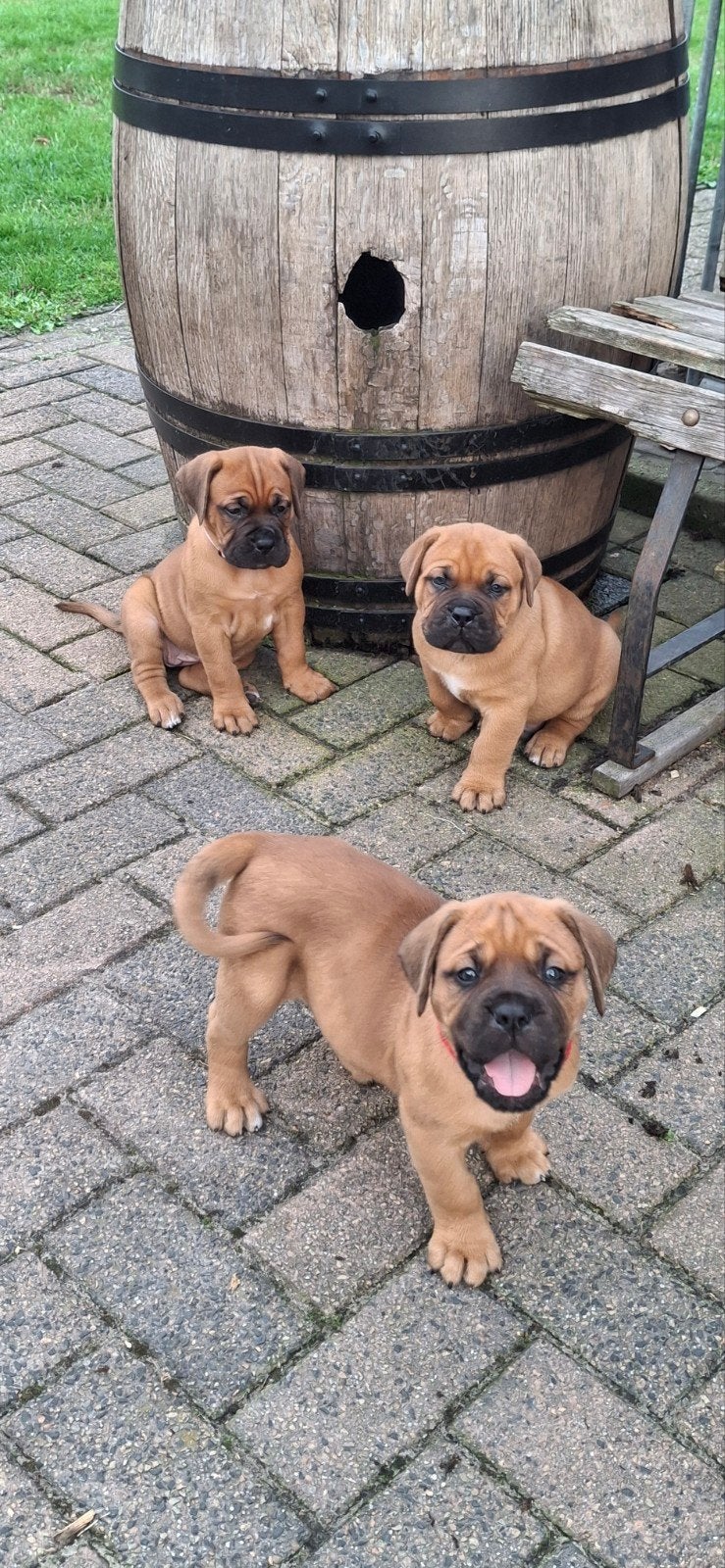 Bordeauxdog x cane corso, Dieren en Toebehoren, Honden | Bulldogs, Pinschers en Molossers, Overige rassen, 8 tot 15 weken, Meerdere