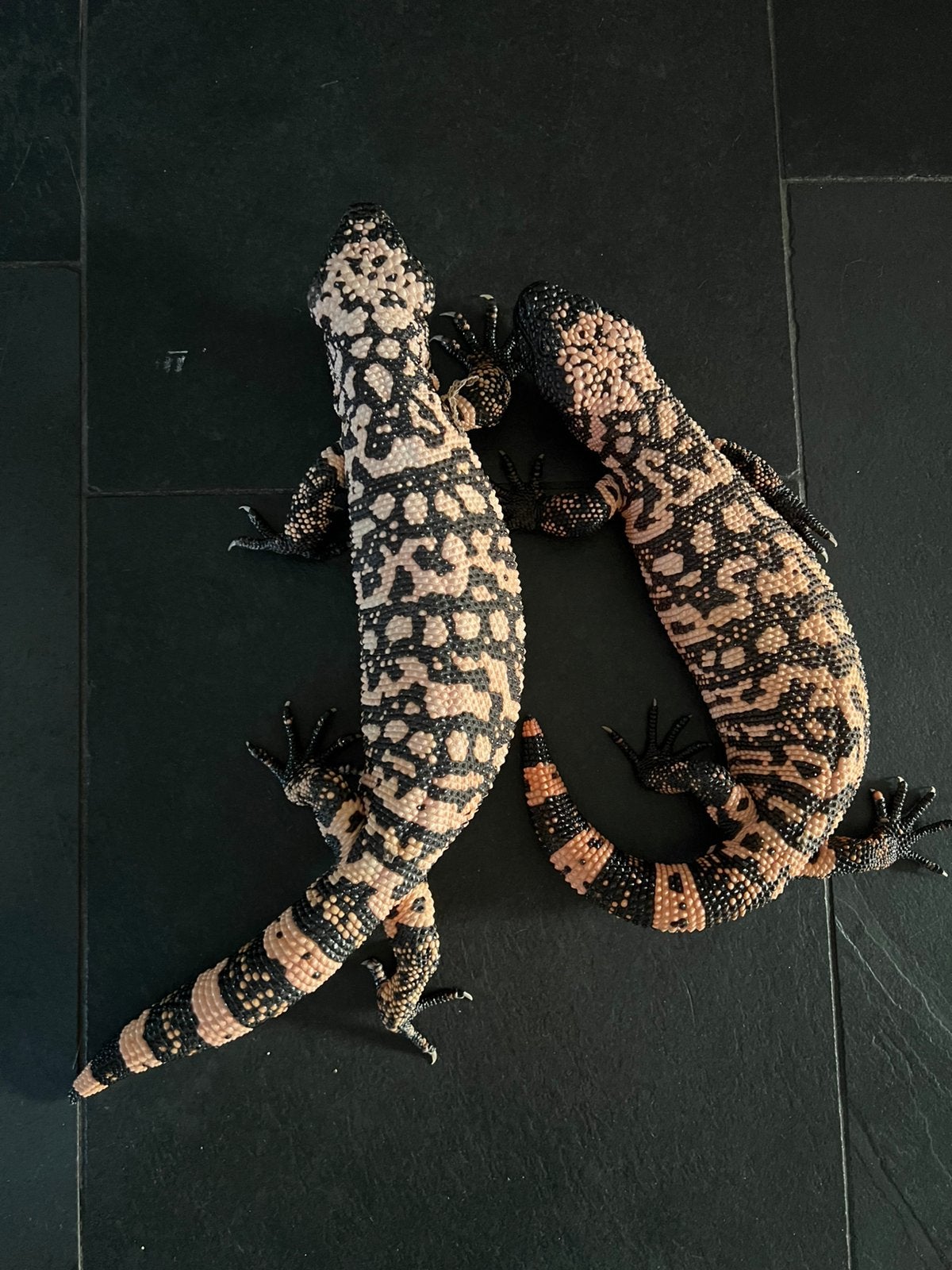 Koppel heloderma suspectum ( Gilamonster ), Dieren en Toebehoren, Reptielen en Amfibieën, Slang, 0 tot 2 jaar