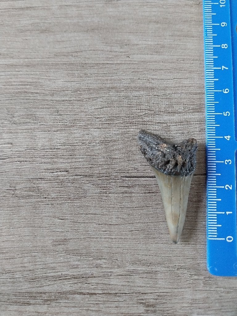 Te koop fossiele haaientand ruim 4 centimeter groot, Verzamelen, Ophalen of Verzenden, Fossiel