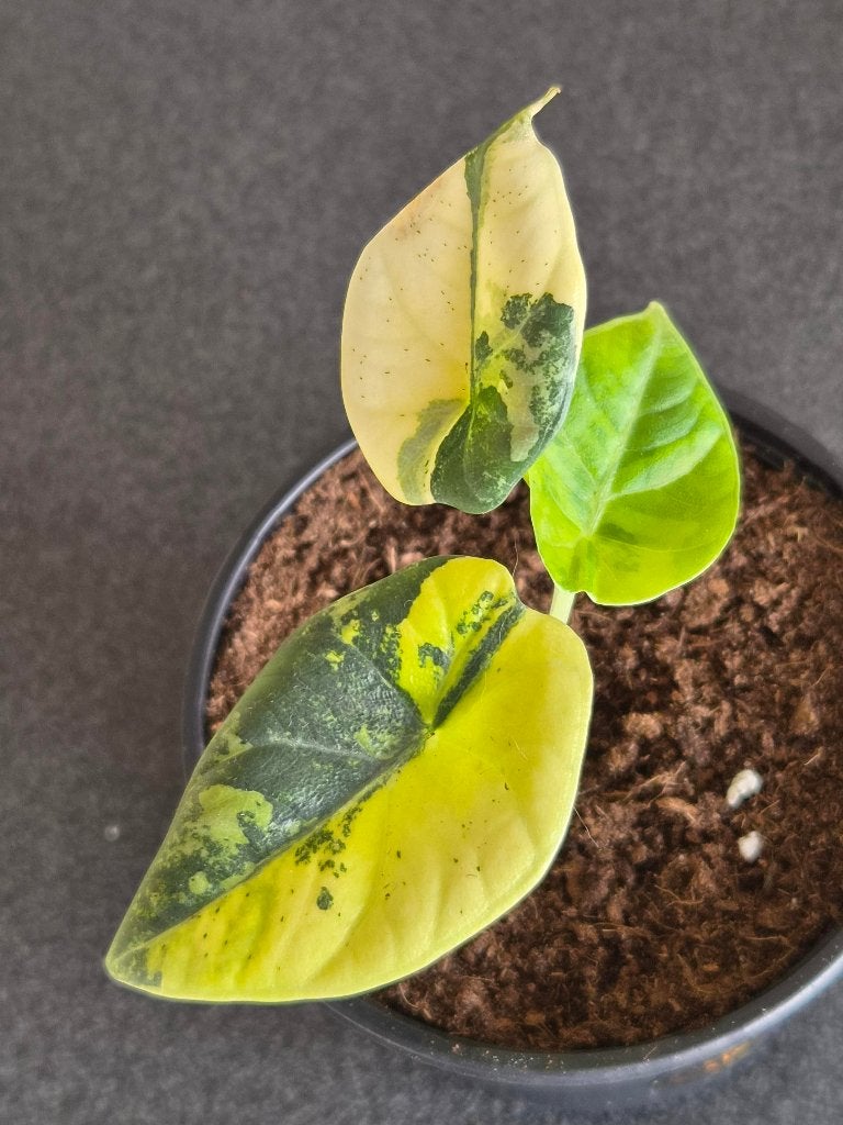 Alocasia Maharani Aurea, Ophalen of Verzenden, Halfschaduw, Minder dan 100 cm