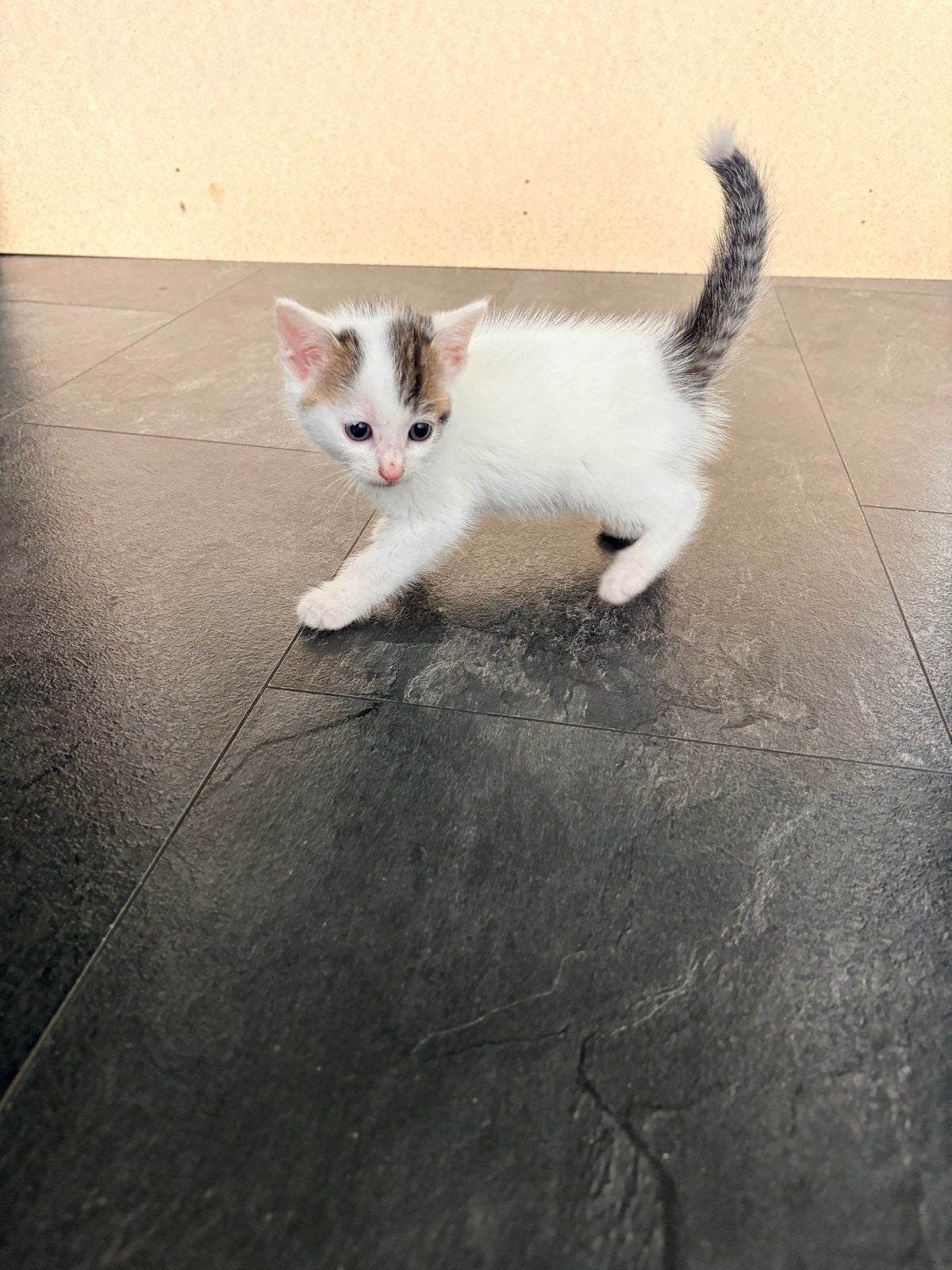 Prachtige kittens
