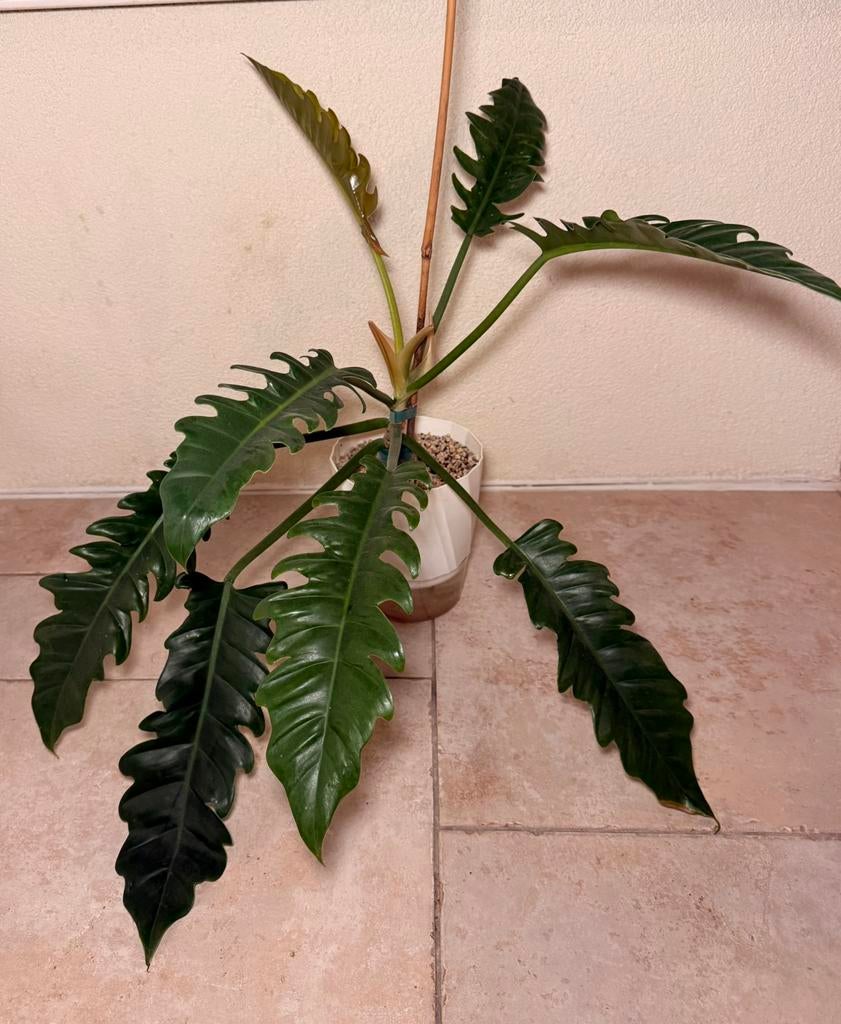Philodendron narrow escape, Huis en Inrichting, Kamerplanten, Ophalen of Verzenden, Halfschaduw, Minder dan 100 cm