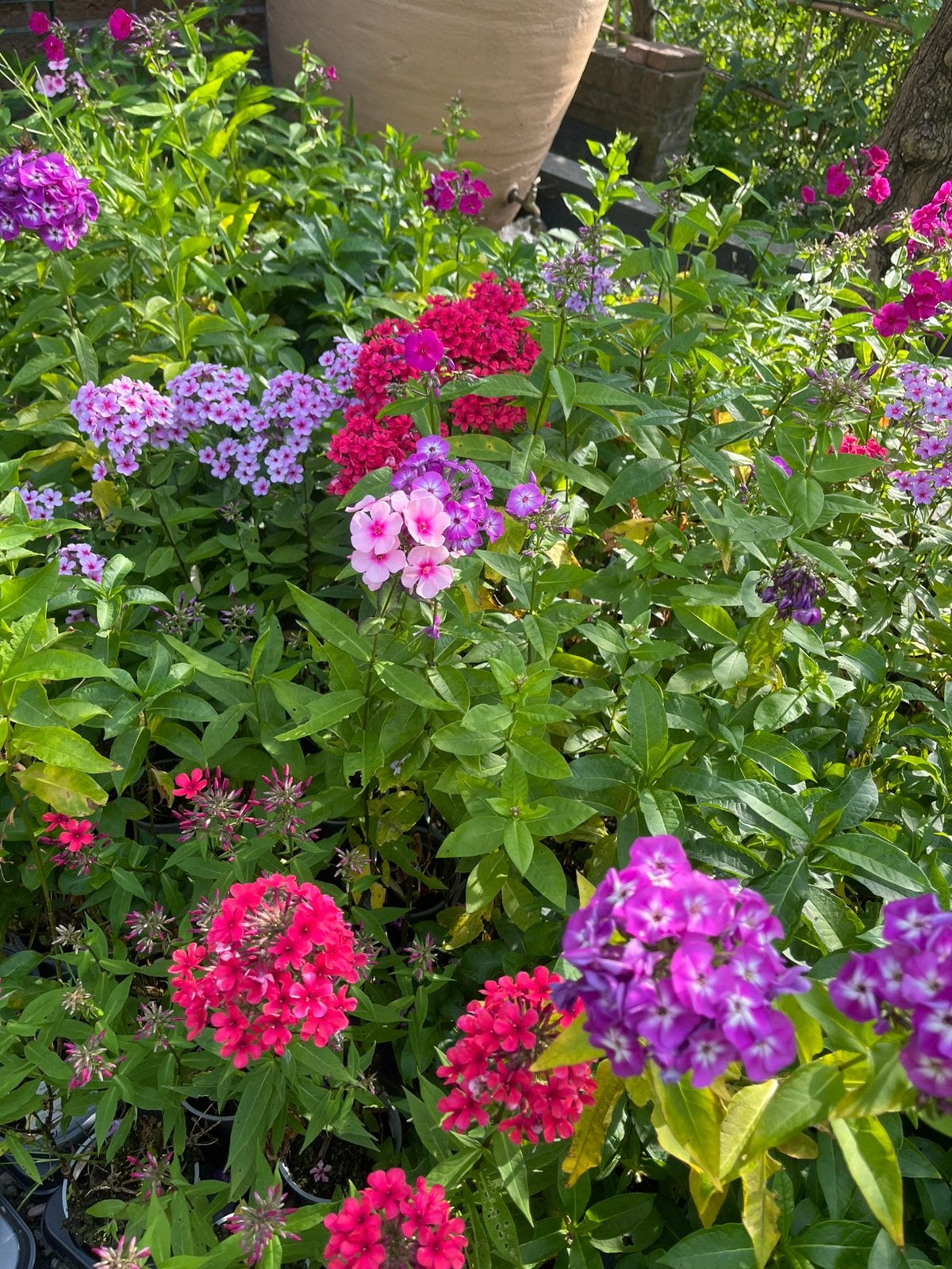 Te koop aangeboden: diverse Phlox paniculata – 6 soorten., Tuin en Terras, Volle zon, Vaste plant, Zomer, Ophalen