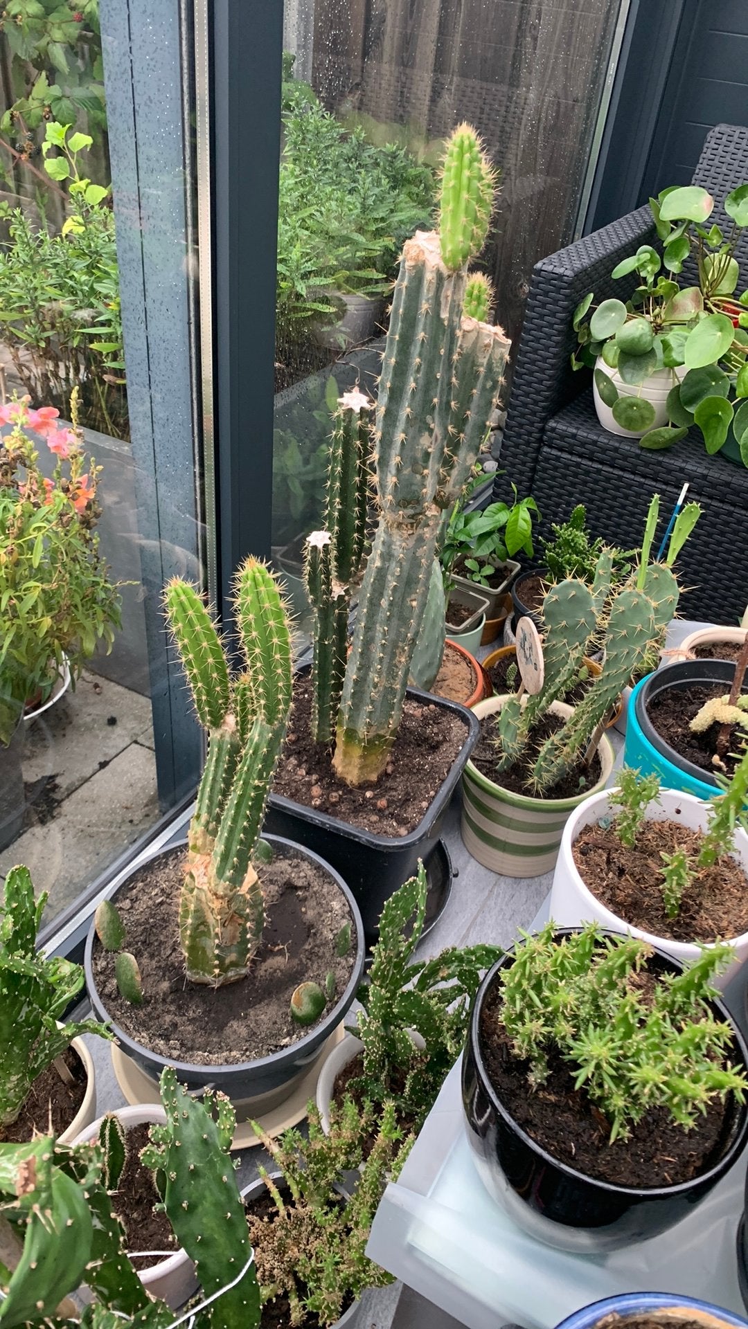 Cactussen  per pot €20, Ophalen, Halfschaduw, Minder dan 100 cm