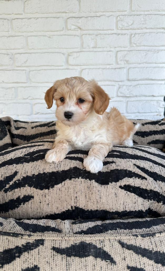 Maltipoo pups, maltezer x toy poedel, Dieren en Toebehoren, Honden | Chihuahua's en Gezelschapshonden, Parvo, Nederland, Overige rassen