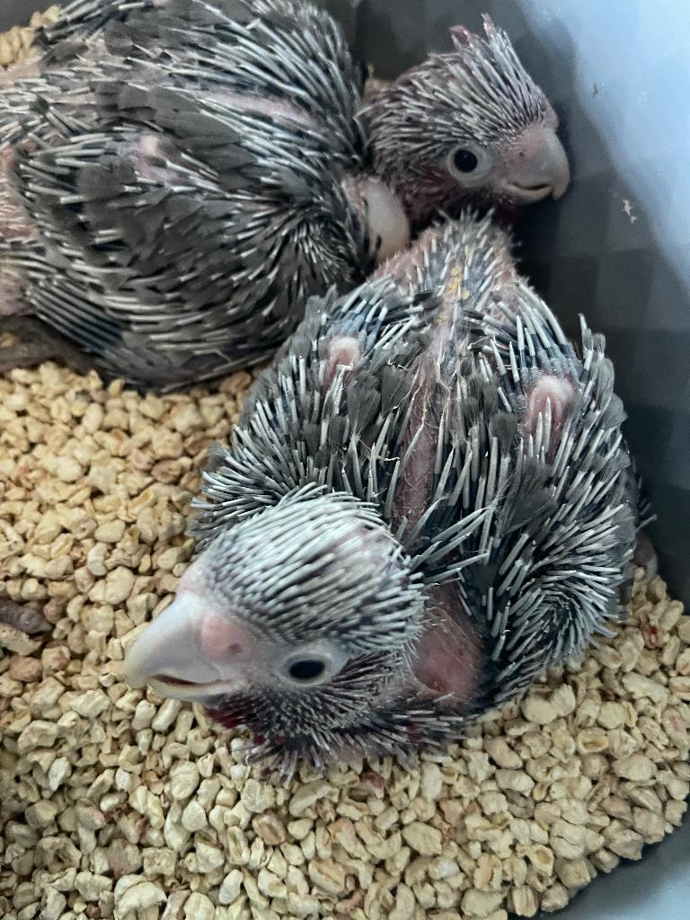 Tamme rose Kakatoe  te reserveren, Dieren en Toebehoren, Mannelijk, Papegaai, Pratend