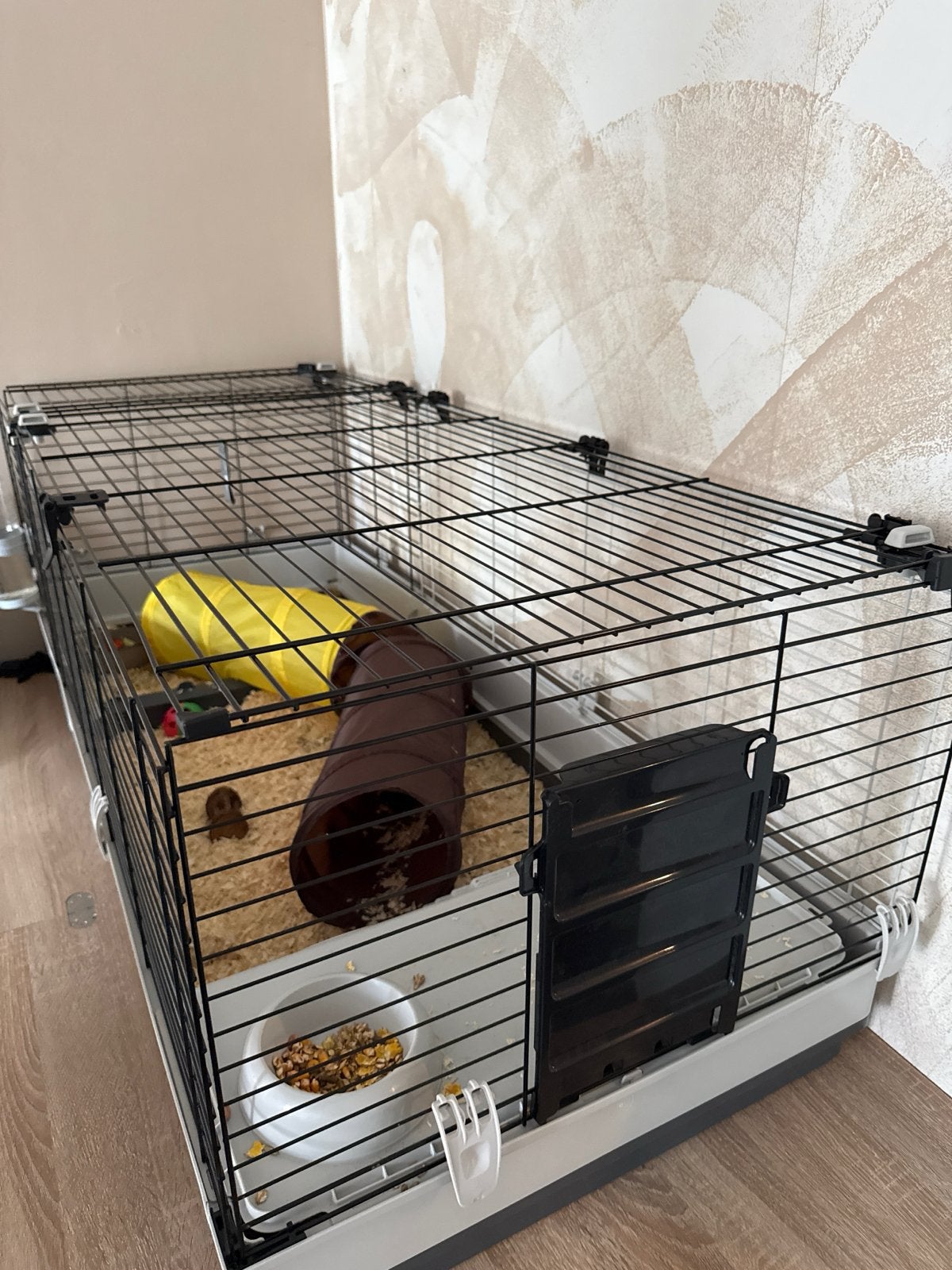 2 Cavia’s met kooi, cavia draagtas, speelgoed, hooi, Dieren en Toebehoren, Knaagdieren, Cavia, Februari, Vrouwelijk, Tam