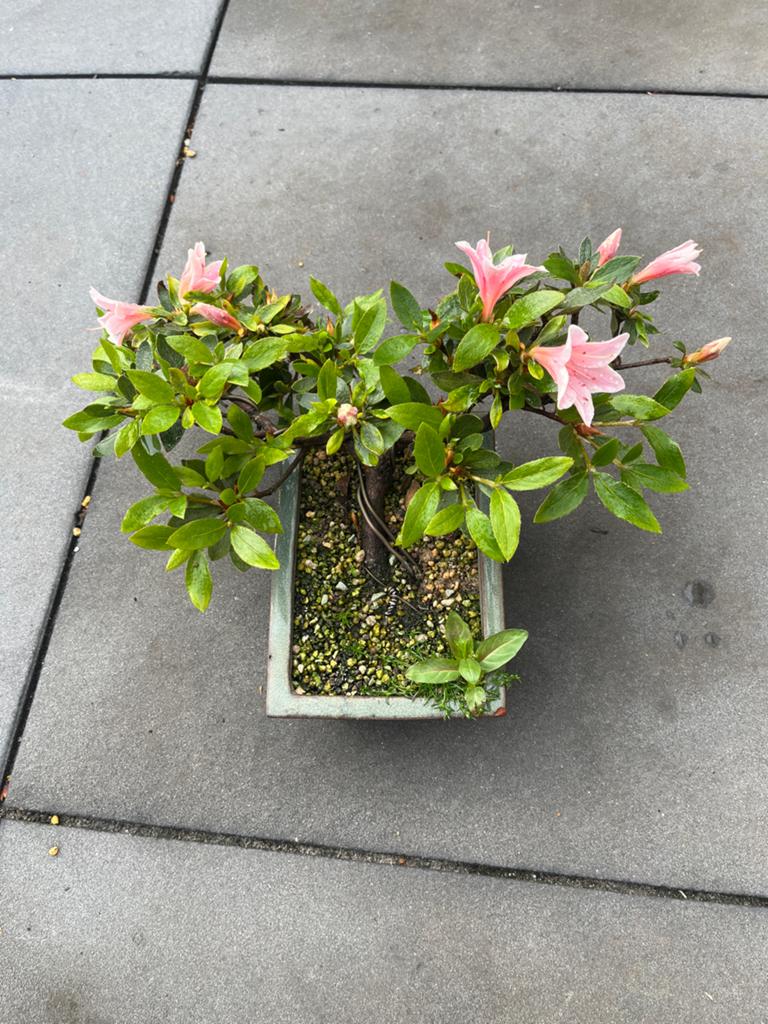Azalea bonsai, Ophalen, Bloeit niet, Halfschaduw, Overige soorten