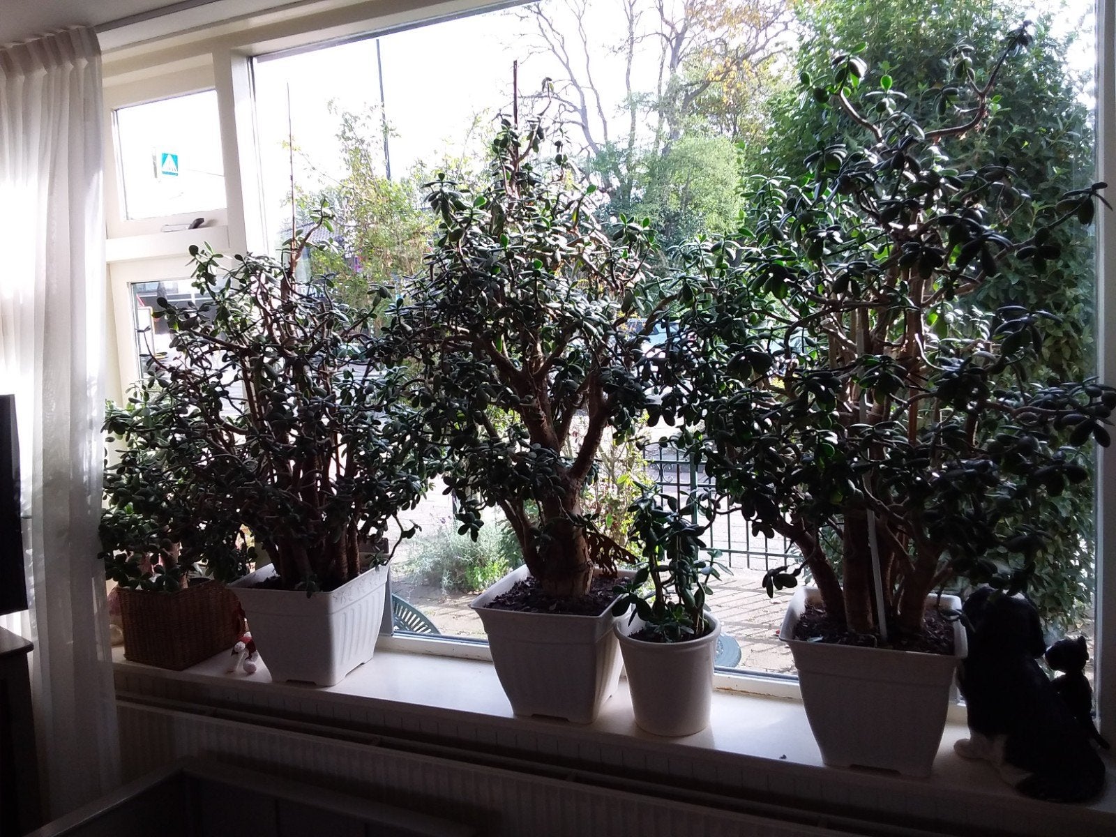 Geldboom (Crassula Ovata) - 150/160 cm hoog, Volle zon, Vaste plant, Bloeit niet, Ophalen