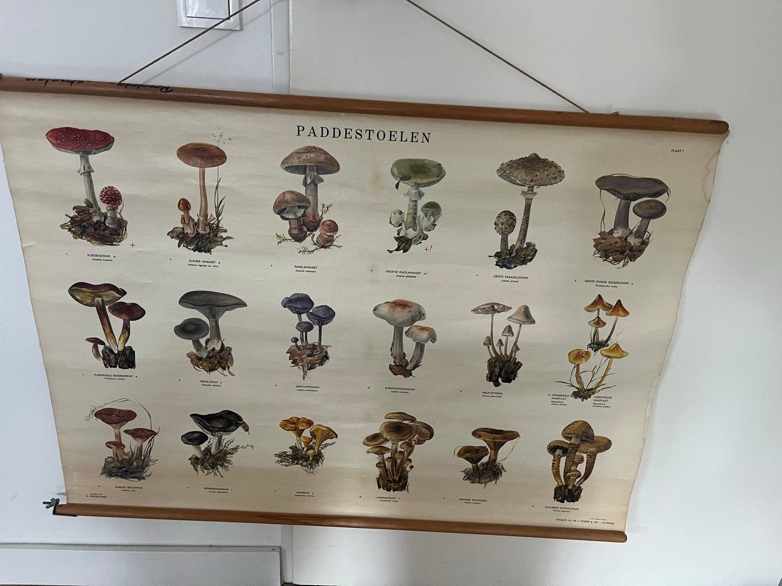 Vintage schoolplaat paddestoelen - Biologie, Antiek en Kunst, Antiek | Schoolplaten, Ophalen, Natuur en Biologie