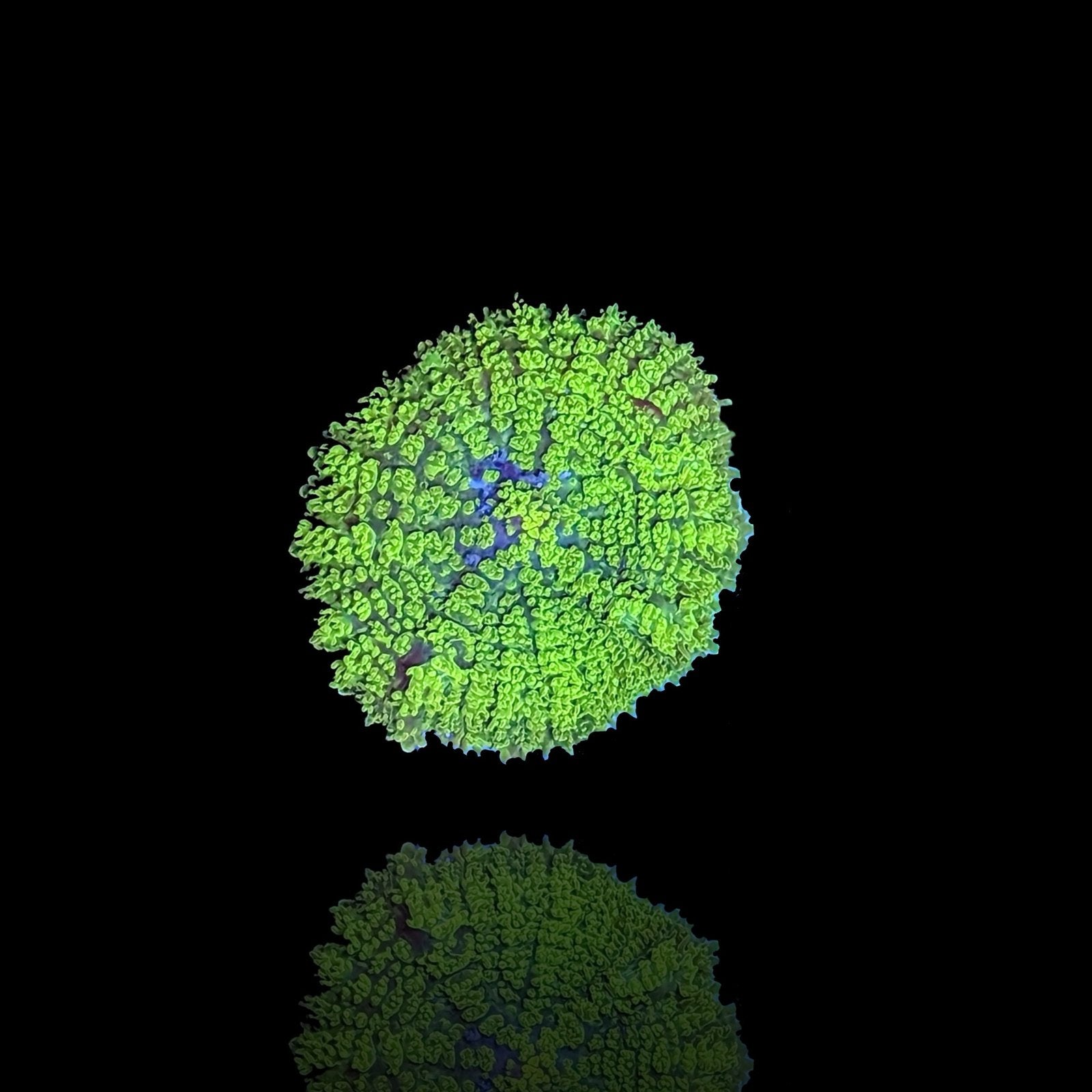 Groene Discosoma (Groene Oren) – Frag – Mini Reef Lab, Dieren en Toebehoren, Overige typen, Zoutwatervis
