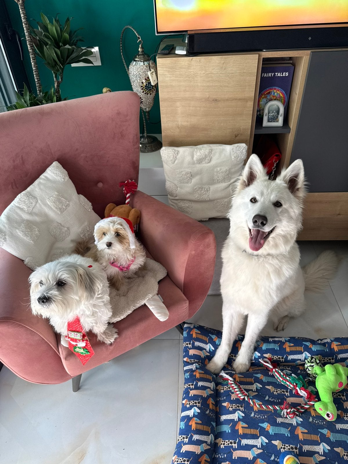 Witte herder teefje, 1 tot 2 jaar, Teef, Parvo, Eén hond