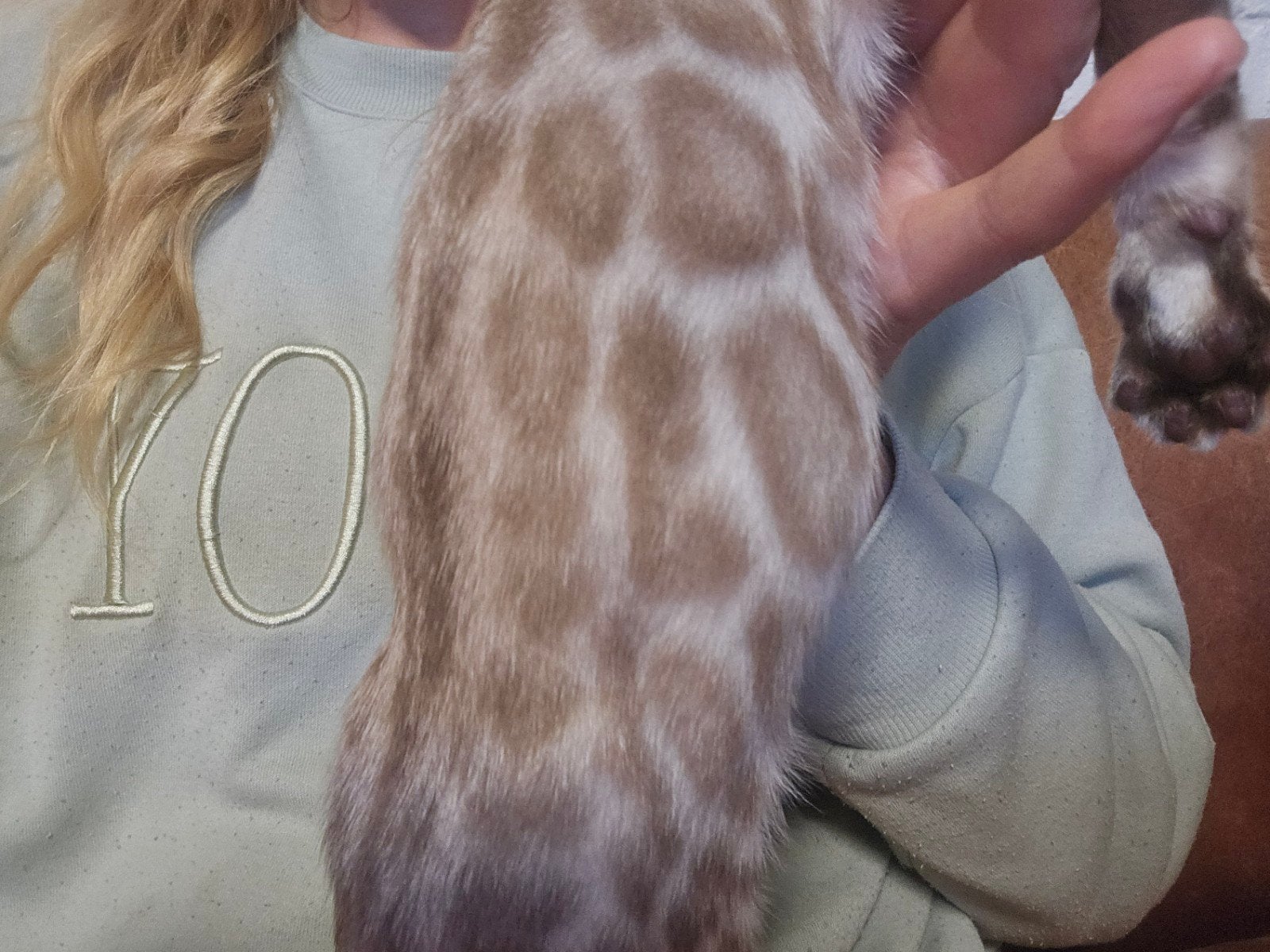 Bengaal katertje GLITTER SNOW sepia, Kater, Met stamboom, 0 tot 2 jaar