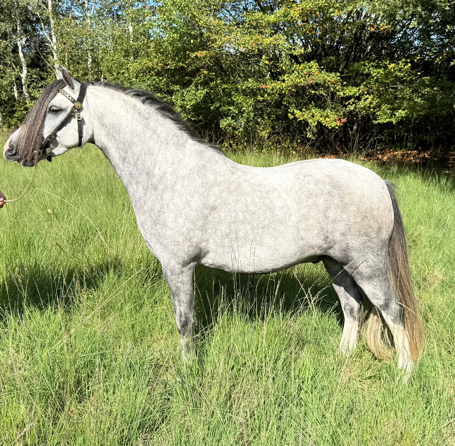 Mooie Welsh A ruin, Ruin, B pony (1.17m tot 1.27m), 3 tot 6 jaar