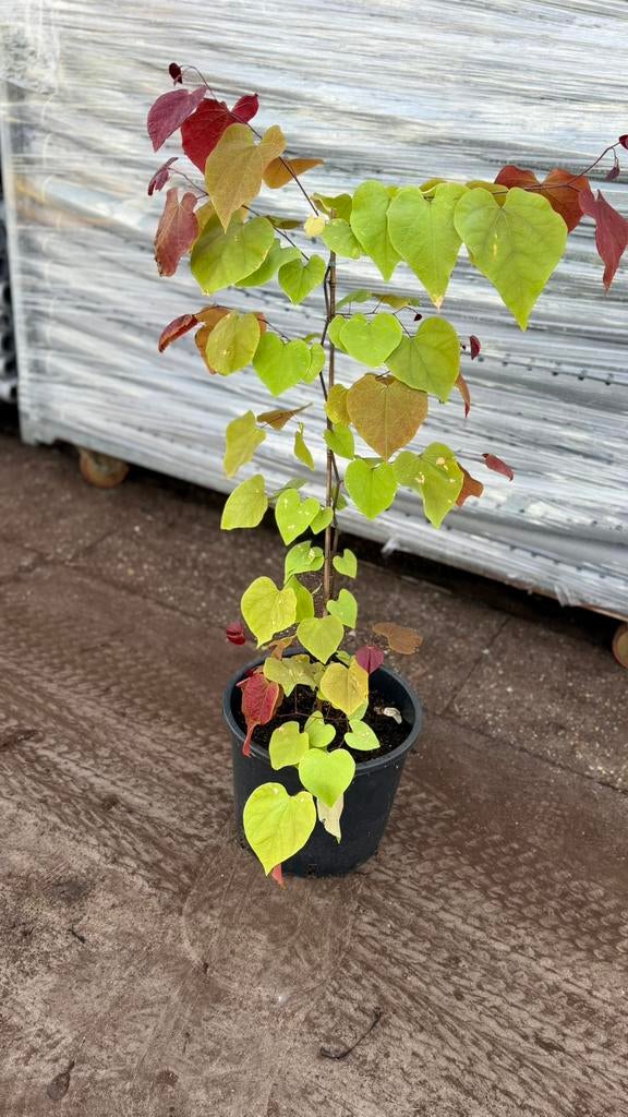 Cercis, Tuin en Terras, Ophalen, Minder dan 100 cm