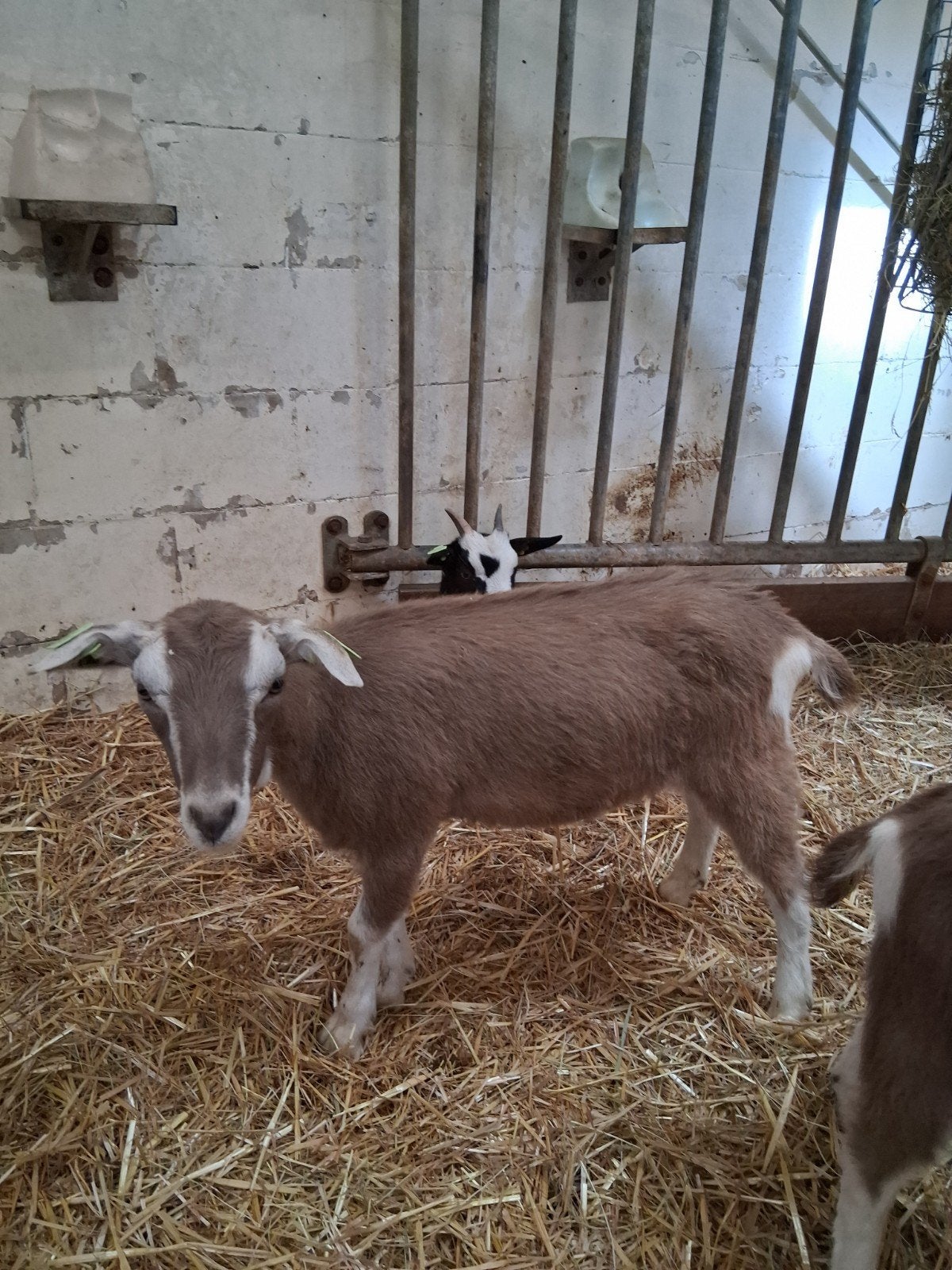 Toggenburger CAE en CL vrij, Dieren en Toebehoren, Schapen, Geiten en Varkens, Vrouwelijk, Geit