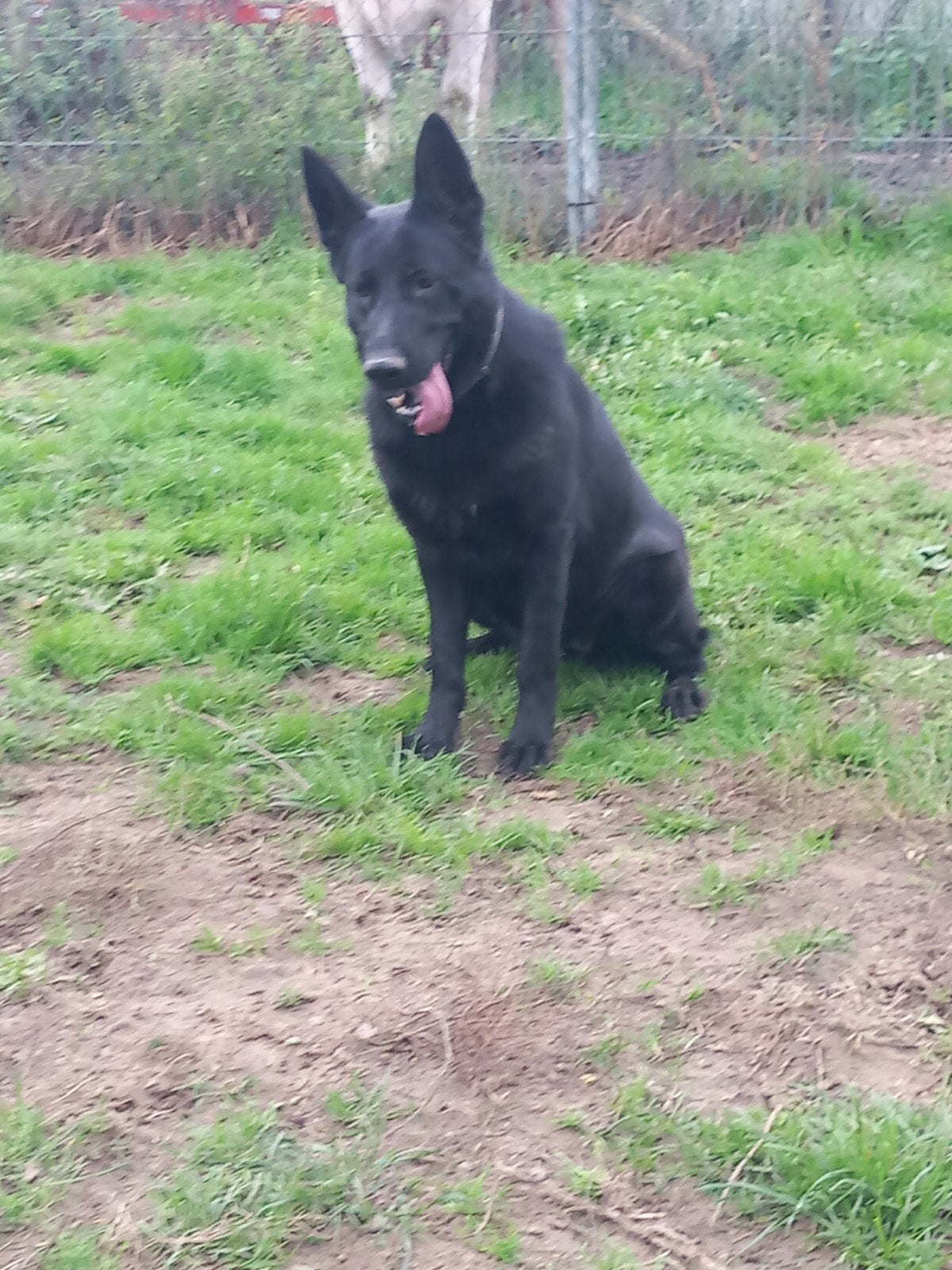 Duitse Herder KNPV IPO TEEF, Dieren en Toebehoren, Teef, Eén hond, CDV (hondenziekte), 3 tot 5 jaar