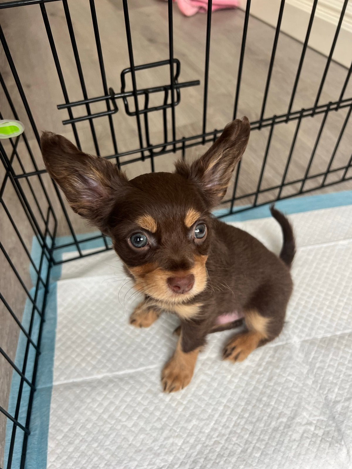 Unieke RusskiyToy pups, Overige rassen, CDV (hondenziekte), 8 tot 15 weken, Meerdere