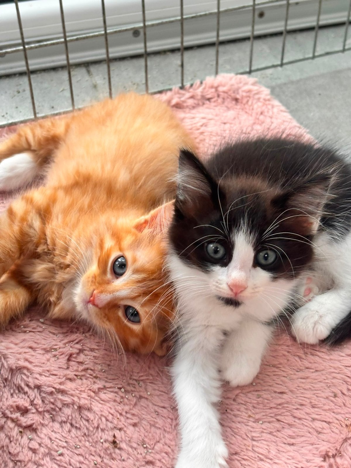 Maincoon/ragdoll (kijk ook naar mijn ander advertenties, Meerdere dieren