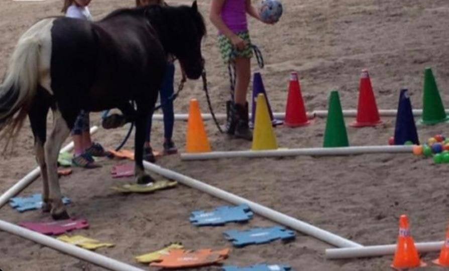 kind&pony coaching en ontprikkelsessies, Diensten en Vakmensen, Gedragstraining