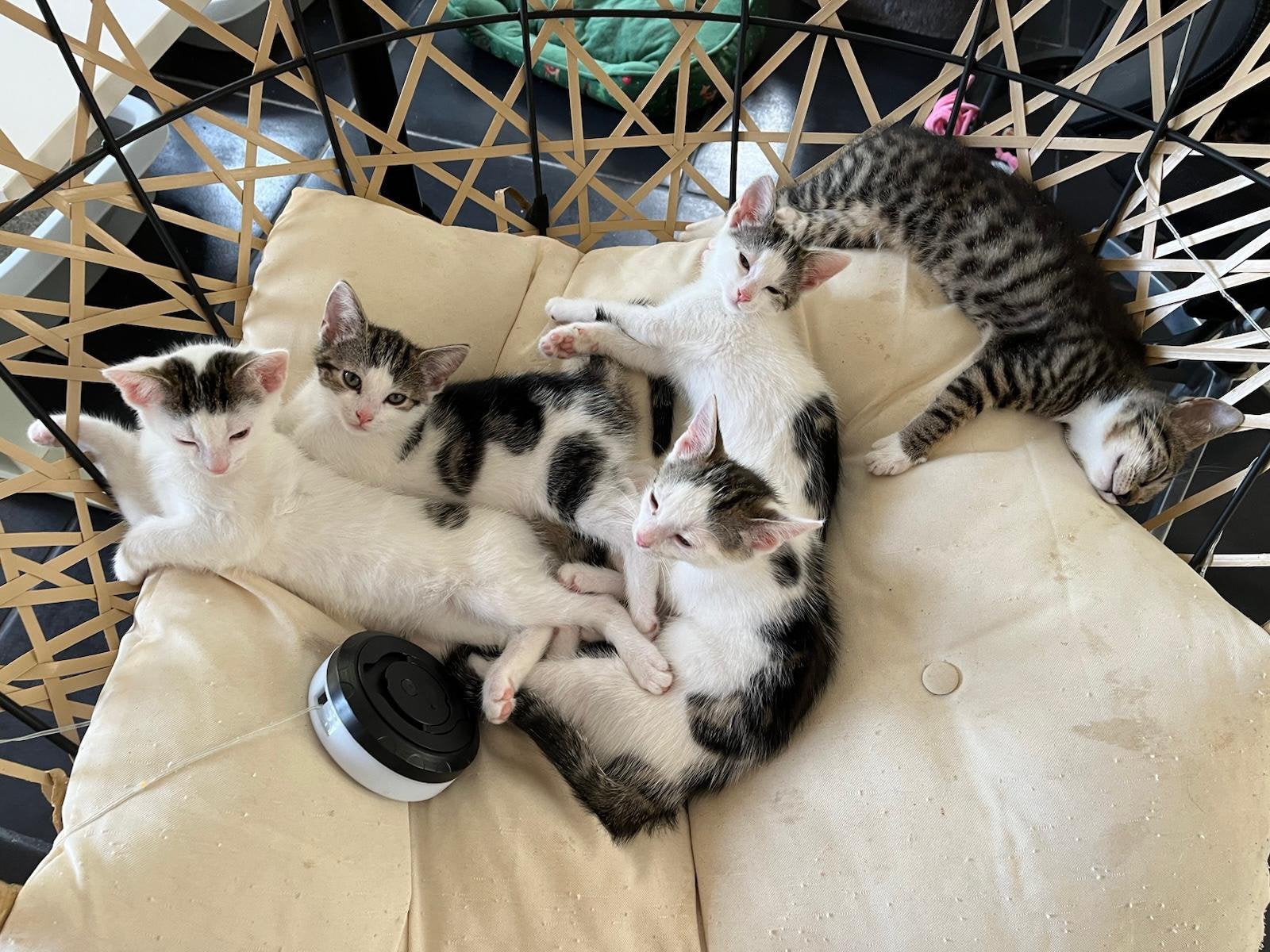 Kittens zoeken een huisje., Meerdere dieren, Ontwormd, 0 tot 2 jaar