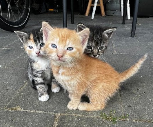 Lieve rode kitten (kater) Te Koop!, Kater, 0 tot 2 jaar