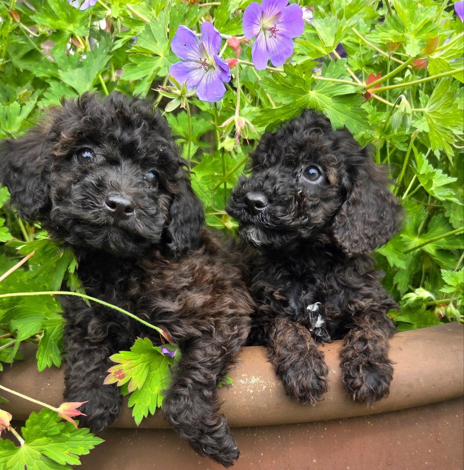 Labradoodle pups mini bruin/zwart gemêleerd, Parvo, Overige rassen, 8 tot 15 weken, Meerdere