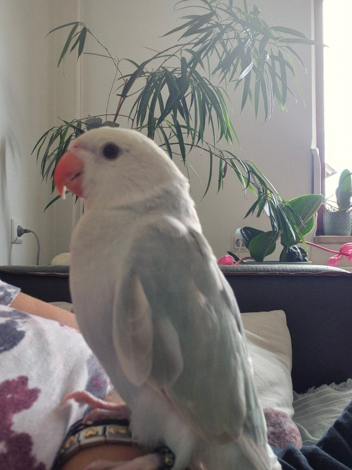 Halsbandparkiet super tam baby 9 weken, Dieren en Toebehoren, Vogels | Parkieten en Papegaaien, Meerdere dieren, Parkiet, Tam