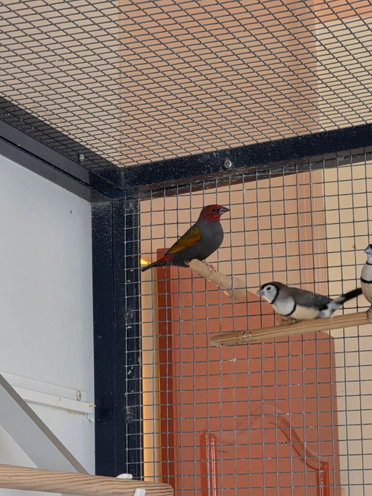 man opzoek naar popje Roodmaskerastrild, Dieren en Toebehoren, Vogels | Overige Vogels, Mannelijk