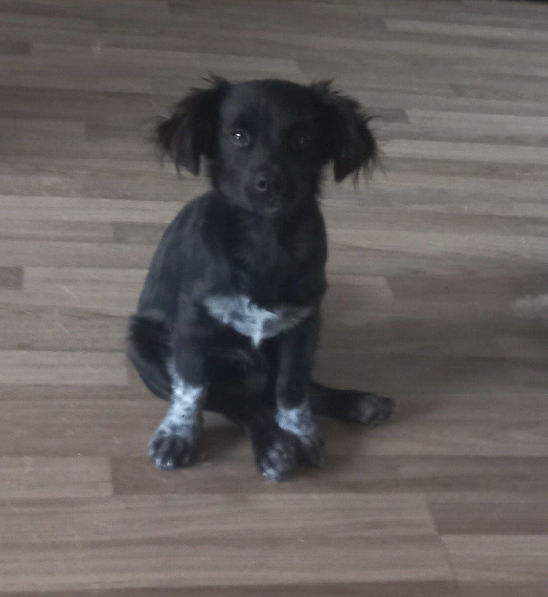 familie gezocht voor Manon, Dieren en Toebehoren, Honden | Niet-rashonden, Particulier, 15 weken tot 1 jaar, CDV (hondenziekte)