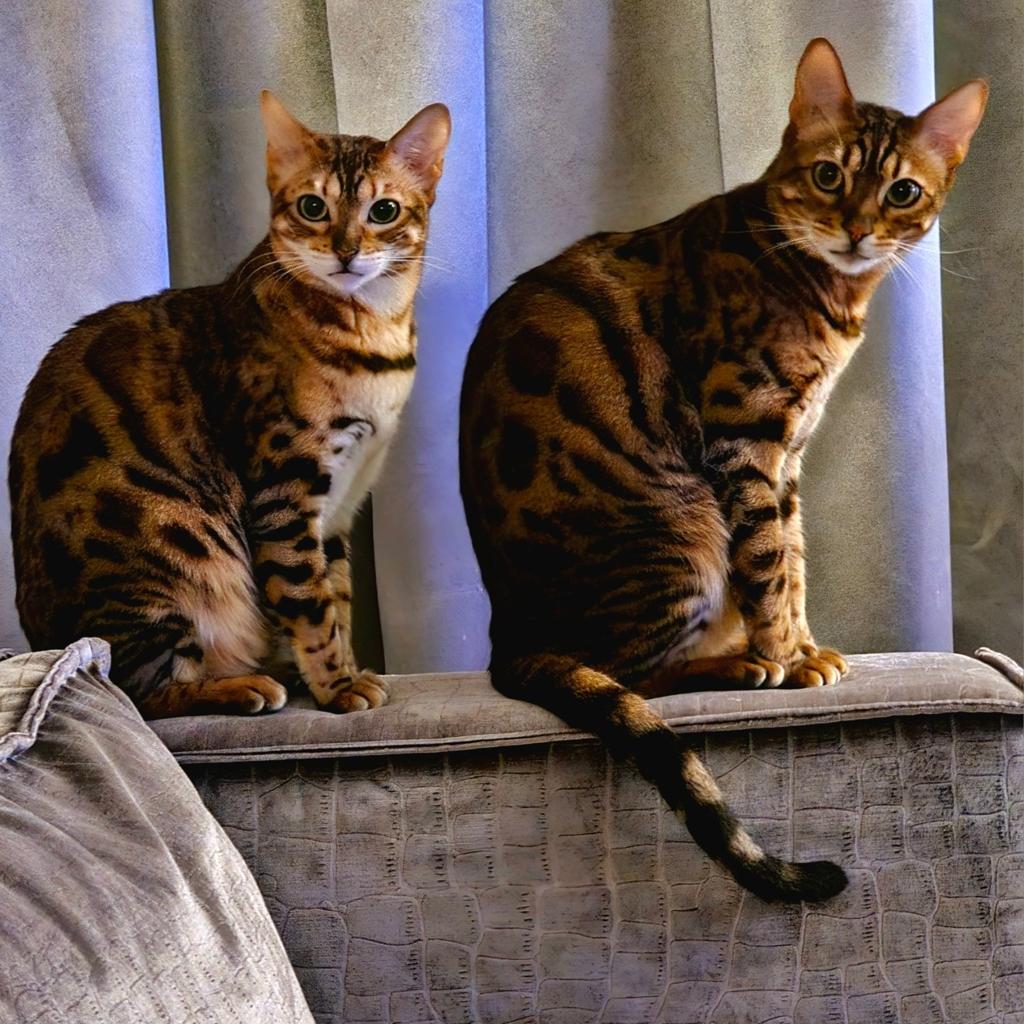 Unieke duo Bengalen: Lowkey & Luna (3,5 jr) - kerngezond, Dieren en Toebehoren, Katten en Kittens | Raskatten | Korthaar, Poes