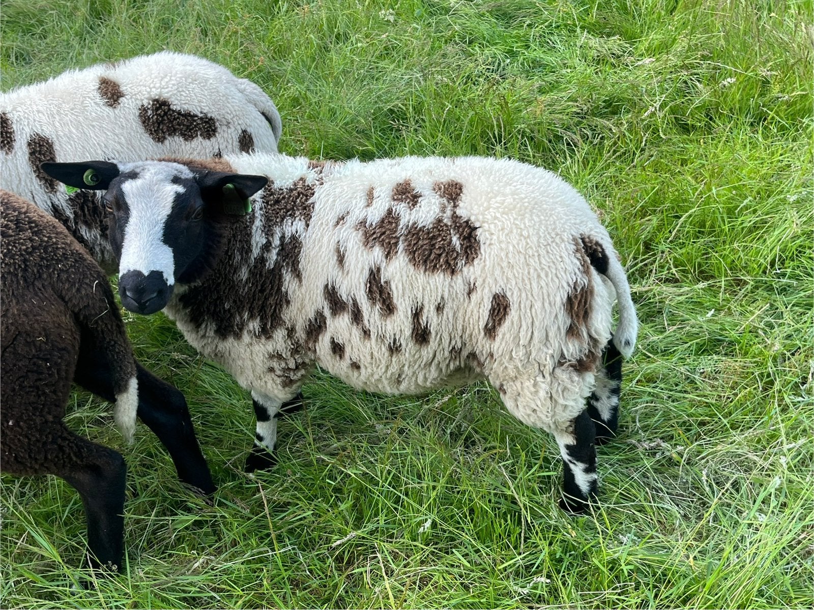 Te koop: mooie bonte rammen, Dieren en Toebehoren, Meerdere dieren, Schaap, 0 tot 2 jaar