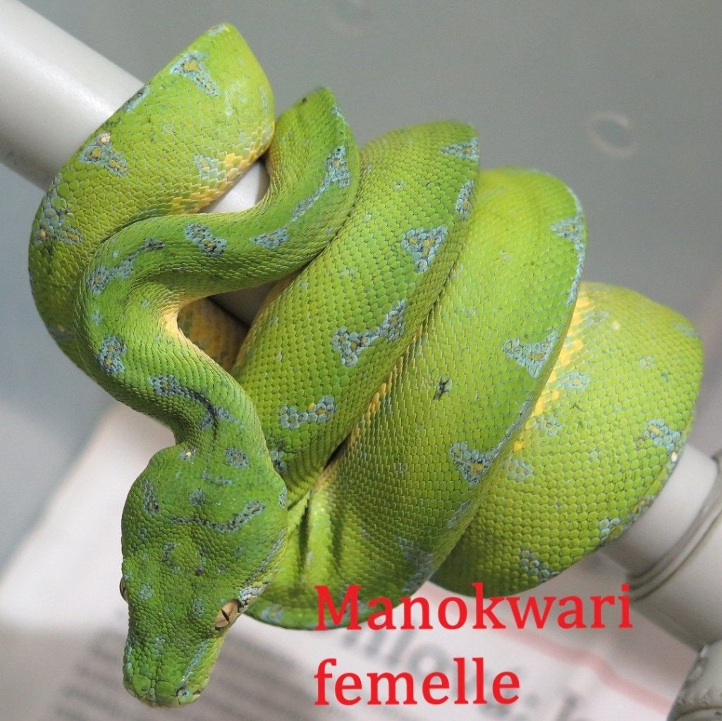 1.1 Couples Morelia viridis Manokwari Green Tree Python - unknown for sale from reptile900