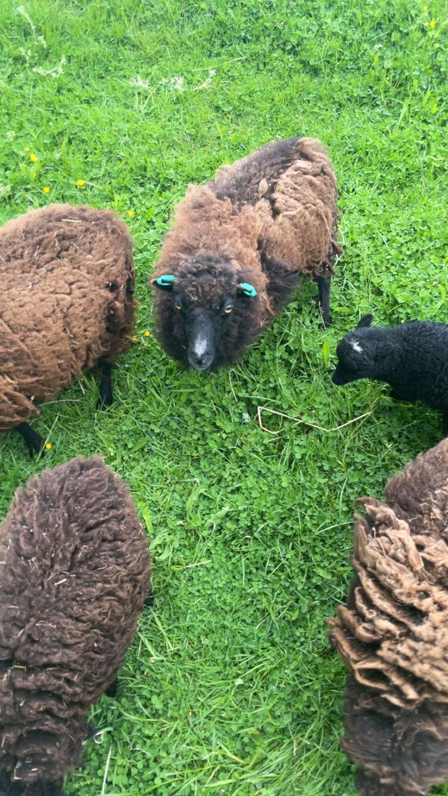Mini schaapjes, Dieren en Toebehoren, Meerdere dieren, Schaap