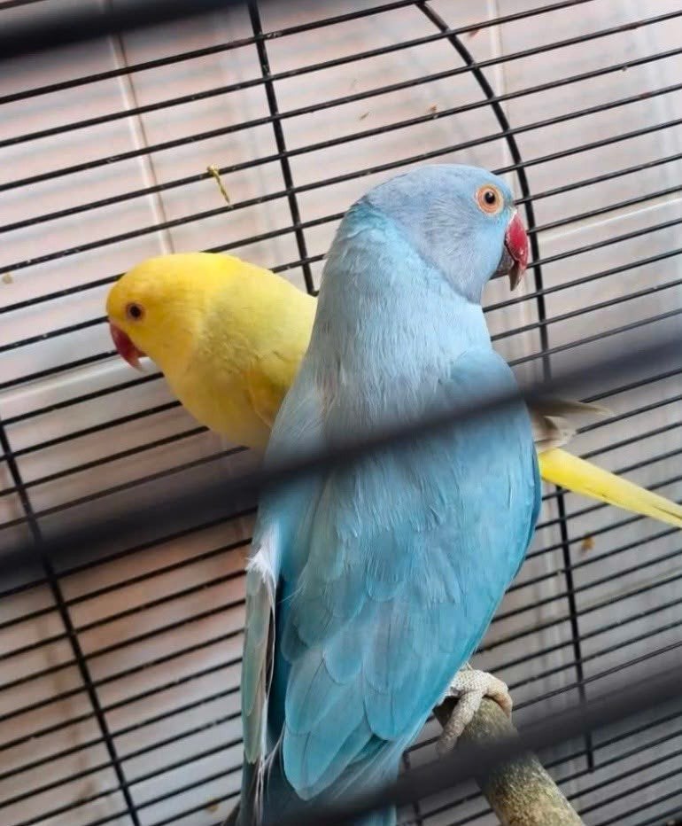 koppel halsband parkieten, Dieren en Toebehoren, Vogels | Parkieten en Papegaaien, Meerdere dieren, Parkiet, Geringd